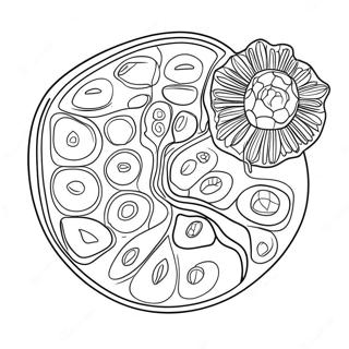 Pflanzenzellen Diagramm Ausmalbild 10817-8868