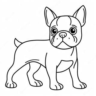 Boston Terrier Ausmalbild 16422-13838