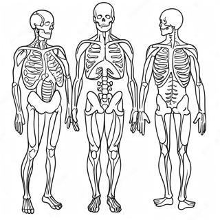 Anatomie Und Physiologie Ausmalbilder