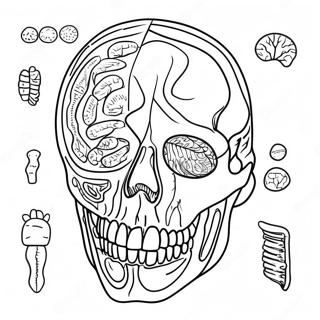 Ausmalbild Von Anatomie Und Physiologie 17173-14440