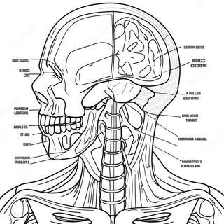 Anatomie Und Physiologie Arbeitsblätter Ausmalbilder