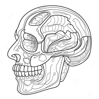 Anatomie Und Physiologie Ausmalbild 37505-31231