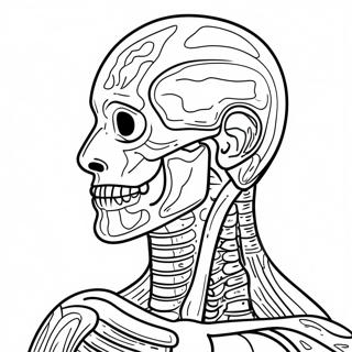 Ausmalbild Der Menschlichen Anatomie 41399-34354