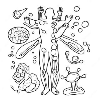 Diagramm Des Immunsystems Ausmalbild 46263-38530