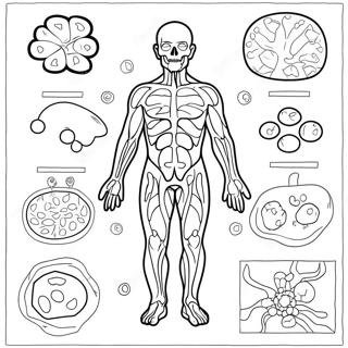 Diagramm Des Immunsystems Ausmalbild 46263-38531