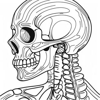 Detaillierte Skelettanatomie Ausmalbild 50765-42294