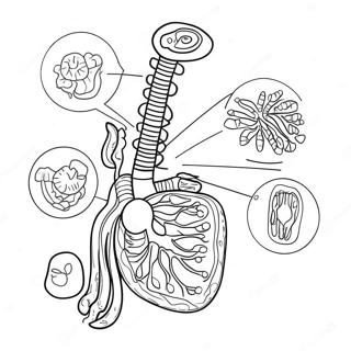 Diagramm Des Verdauungssystems Ausmalbild 53638-44554