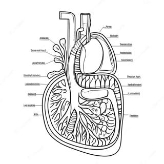 Diagramm Des Verdauungssystems Ausmalbild 53638-44556