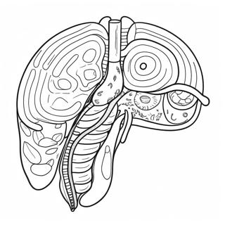 Diagramm Des Verdauungssystems Ausmalbild 53638-44709