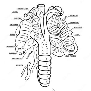 Diagramm Des Verdauungssystems Ausmalbild 53638-44710