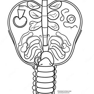 Diagramm Des Verdauungssystems Ausmalbild 53638-44711