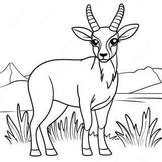 Antilope Ausmalbilder