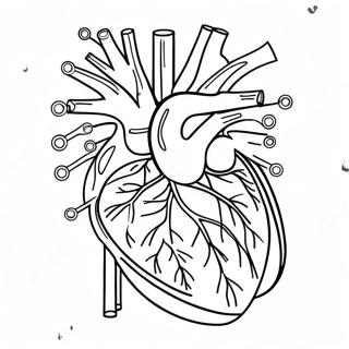 Kreislaufsystem Blatt Ausmalbilder