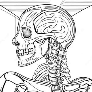 Anatomie Ausmalbilder