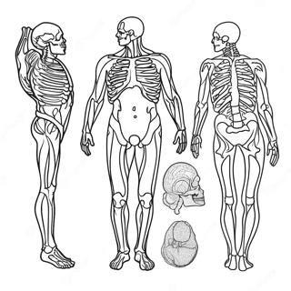 Anatomie Ausmalbild 981-782