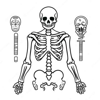 Ausmalbild Des Menschlichen Skeletts 982-786